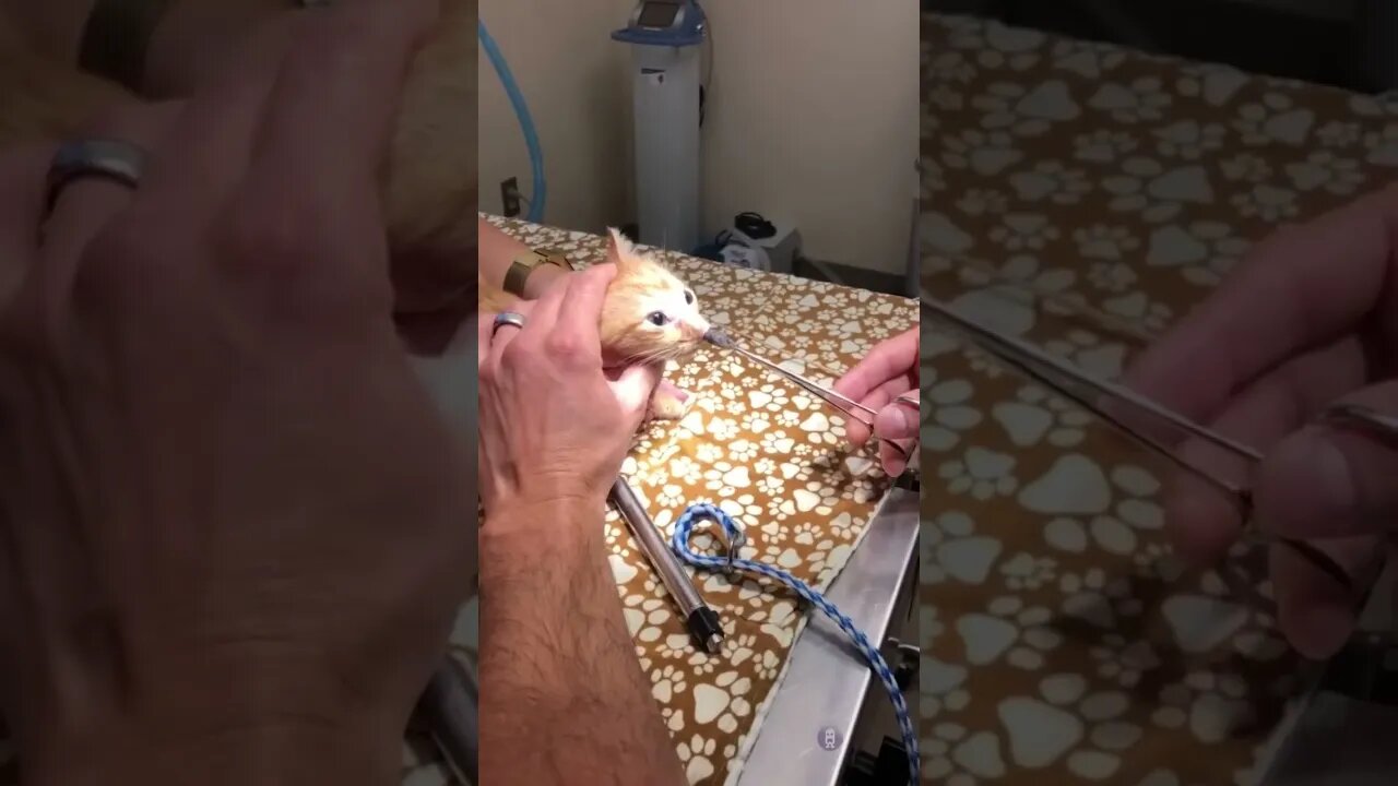 Huge parasite pulled from cats nose at the vets