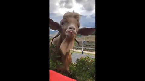 Goat: What the hell are you talking about?