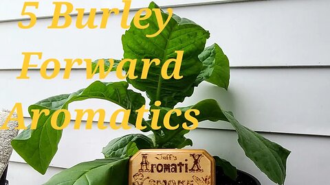 5 Burley Forward Aromatic Blends