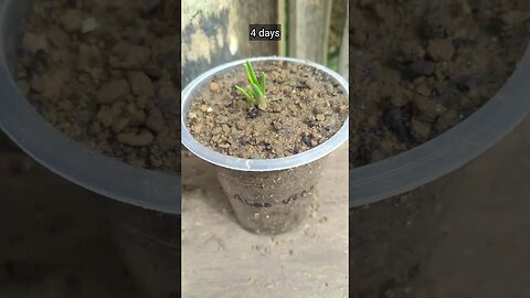 experiment Banana VS Aloe vera (grow onion)
