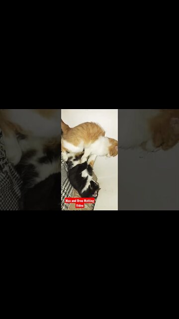 Max and Oreo | Matting | Video 2022 #cats #max #tiktok #oreo #catlover
