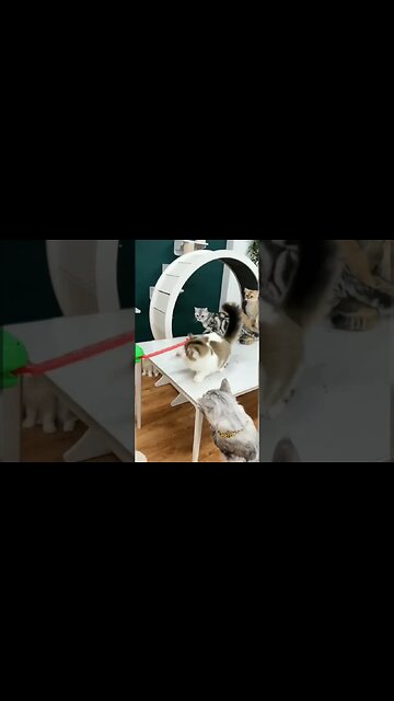 #cat #short #hungrycats #animals #happycats #catvideos #shorts