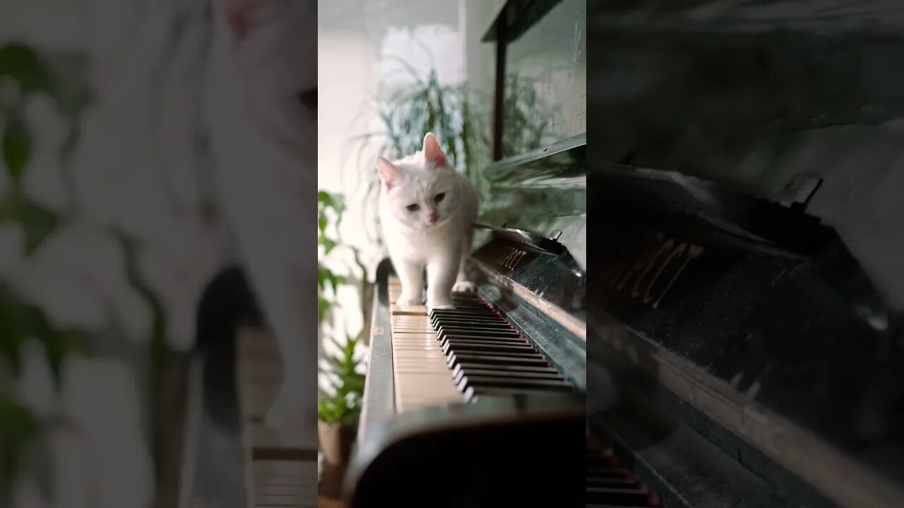 Cute Piano Cat