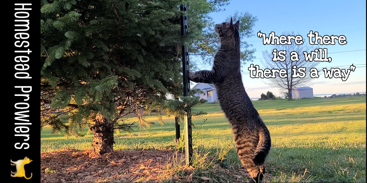 Otis Cat Is Determined To Get Up In This Tree