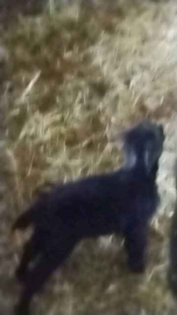 New baby goat