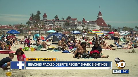 Beaches packed despite recent shark sightings and stingray warnings