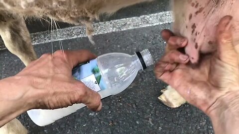 Supporting Local Farms and Selling Sheep Milk!
