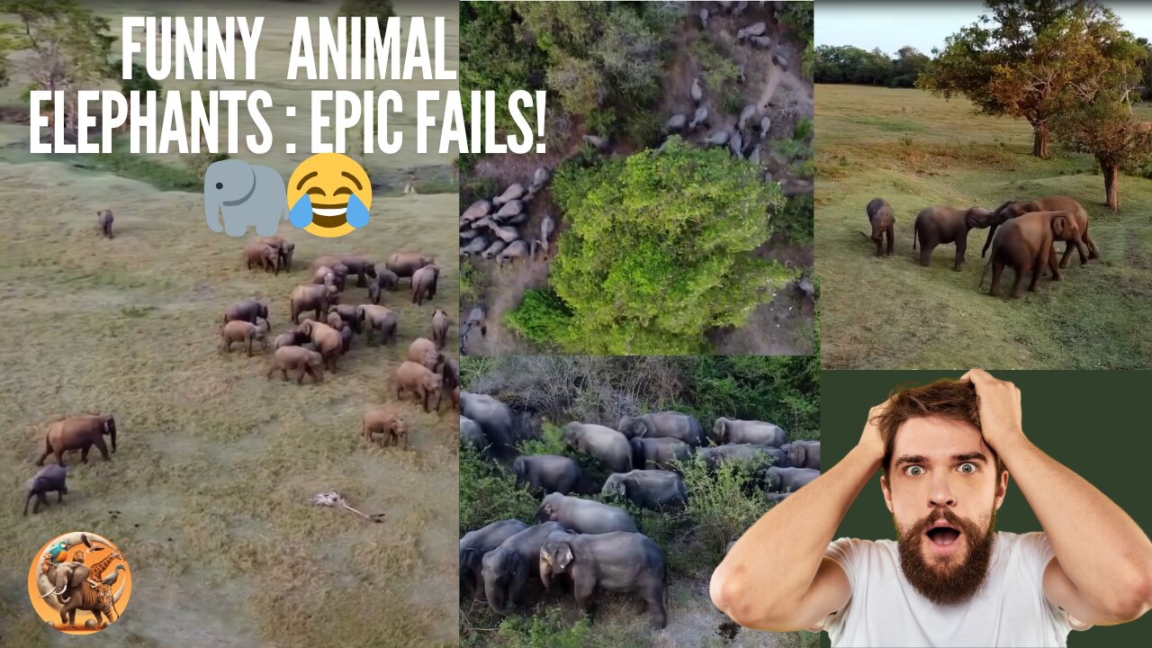 Funny Animal Elephants: Epic Fails! 🐘😂