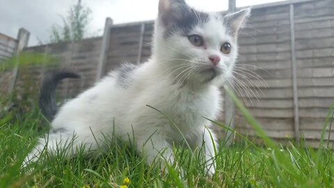 Cat time - 009