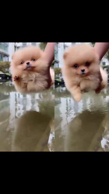 The Cute of dog is learn swimming