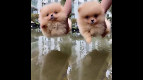 The Cute of dog is learn swimming