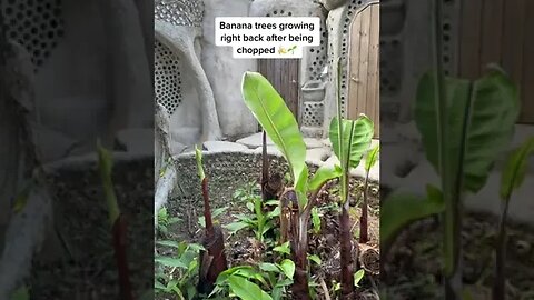 No shortage of bananas over here
