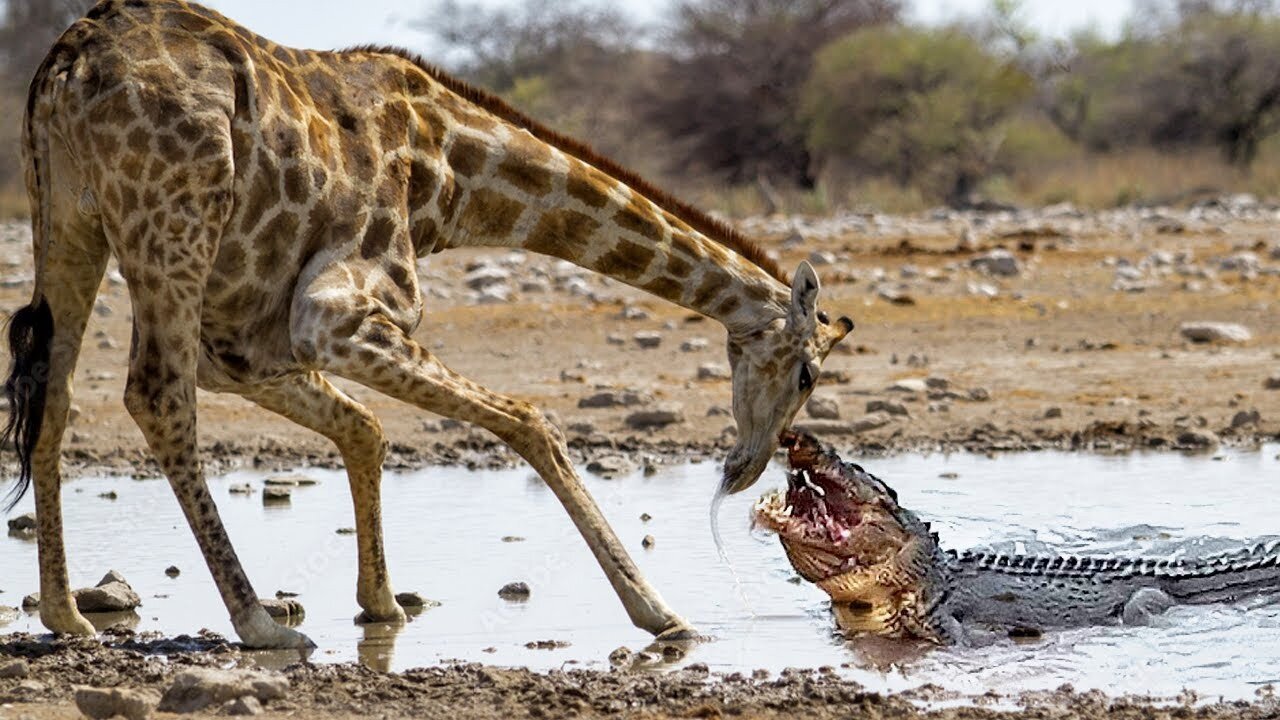 A Very Lucky Bushbuck- Escapes from Crocodile 🐊