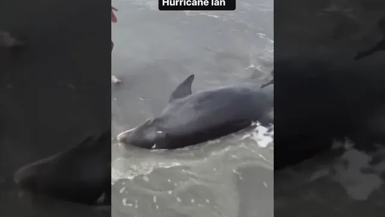 Two surfers save a dolphin washed up on shore