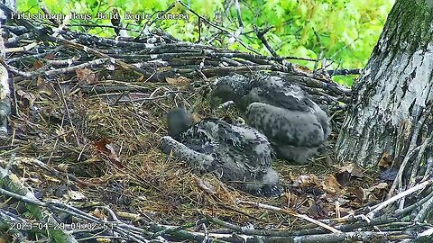 Hays Eagles Playtime! H20 tries to move a stick and leaf tugowar with H19! 04-29-2023 09:02am