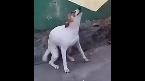 El mejor perro bailarín😊