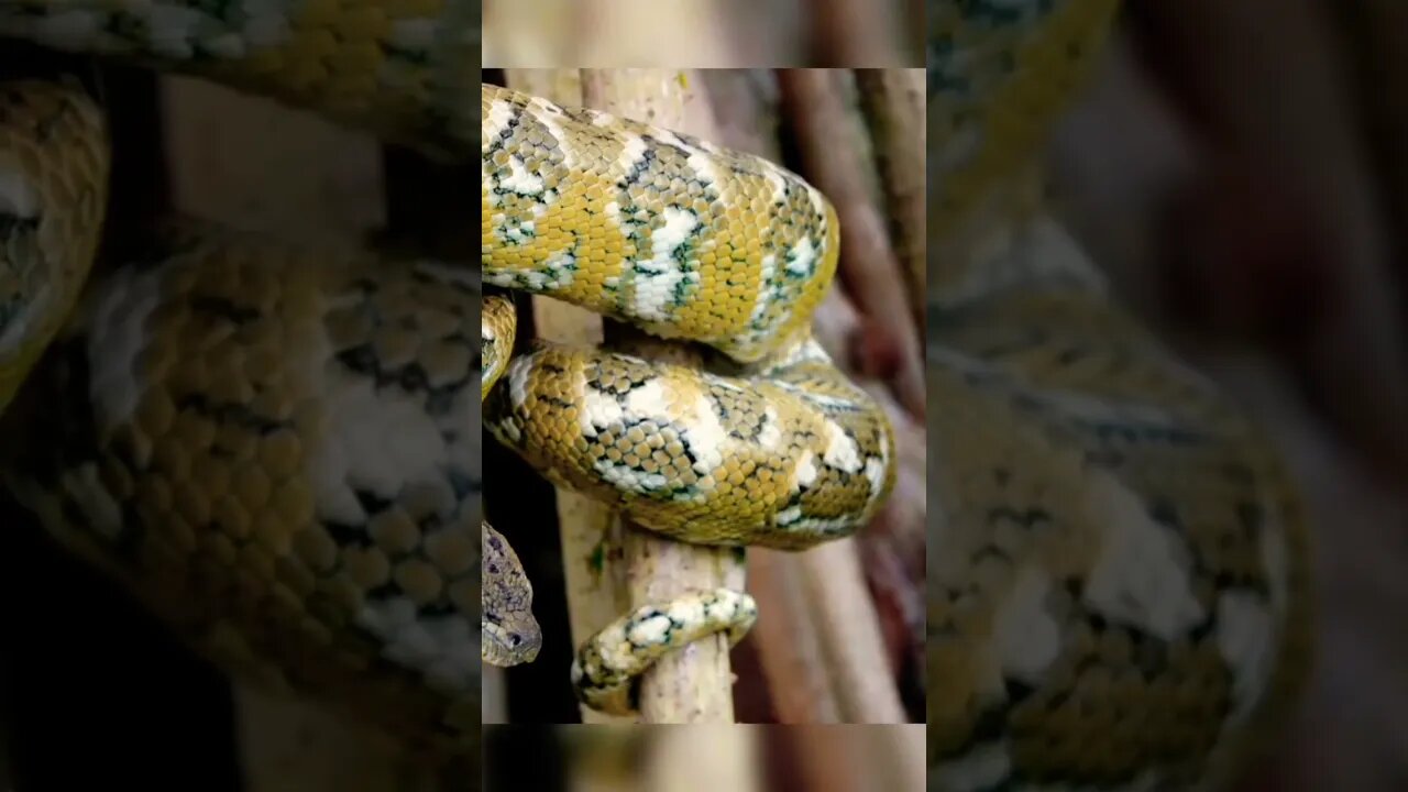 MOST UNIQUE SNAKE IN THE WORLD||BEAUTIFULL SNAKE IN THE WORLD #wildlife#snake#uniquesnake#snakeword