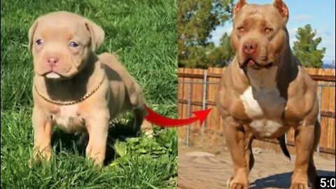 Funny dogs and video.