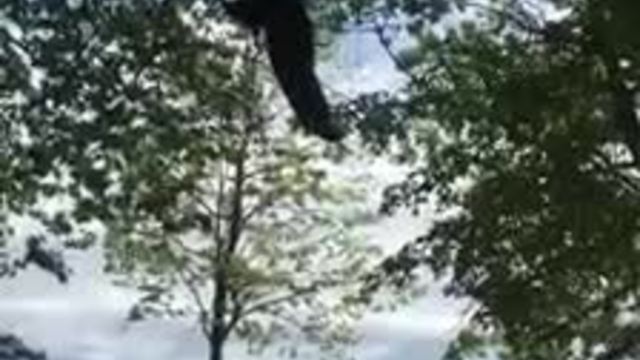 Black bear rescued from tree