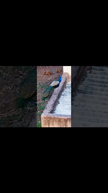 morni 🦚shorts,#shorts,joke fun shorts,minecraft shorts,short,joke fun shorts youts #shorts