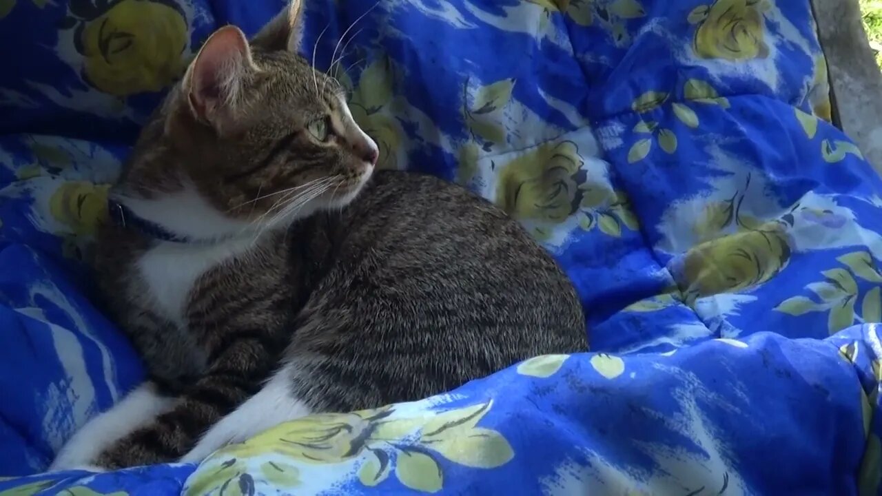 Small Cat Watches the Tourists and Cars