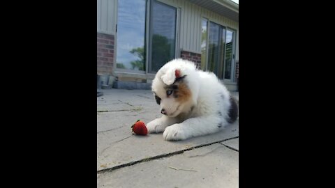 Aussie puppy takes on dreaded strawberry