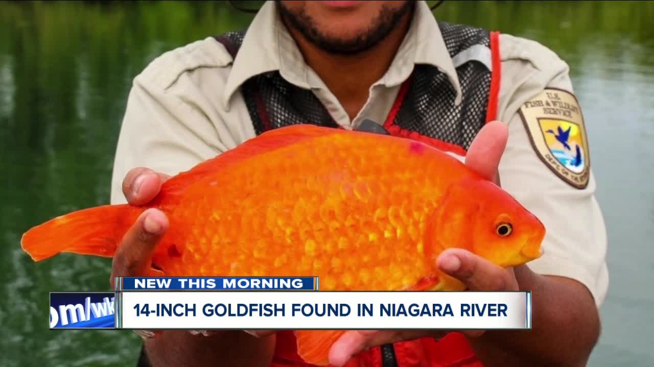 Warning after giant goldfish is found in the Niagara River