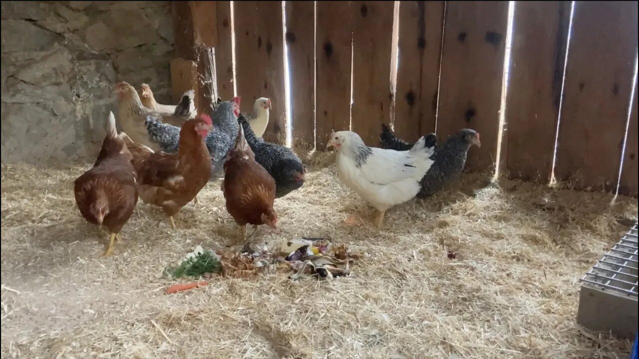 Watch Chickens try Food Scraps for the First Time!