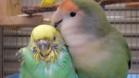 Cute-Birds@EveryThings707