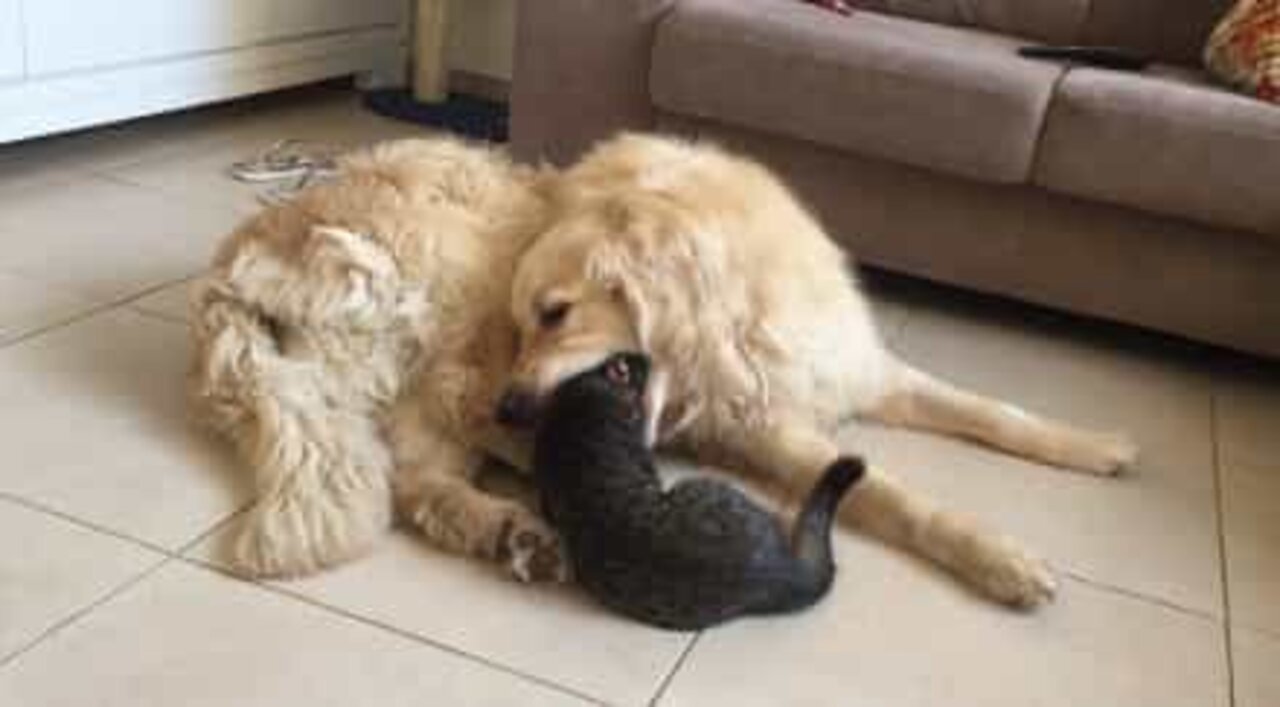 Golden retriever pretends to eat his cat friend