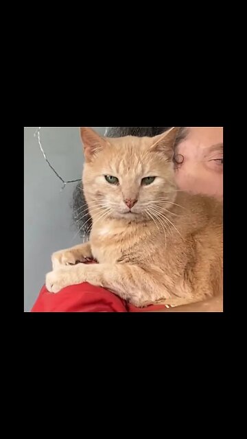 Watch what cat does when human talks to another pet! 😂