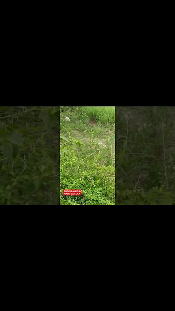 Procurando o ninho das galinhas Cocá, galinha dangola galinha do mato guine