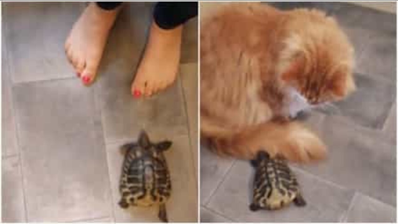 Ecco Shellby, la tartaruga più socievole di sempre