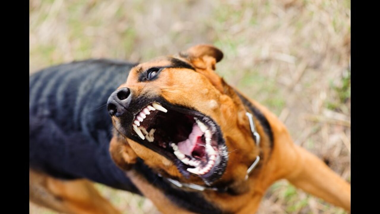 HOW TO TRAIN YOUR DOG TO BE AGGRESSIVE IN SIMPLE TRICKS