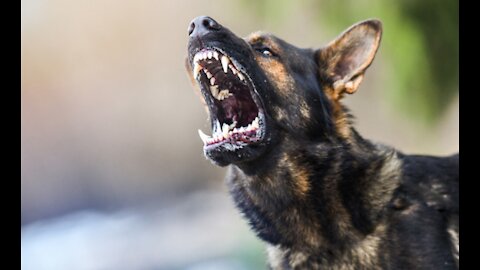 Simple Tricks To Make Your Dog Instantly Become AGGRESSIVE