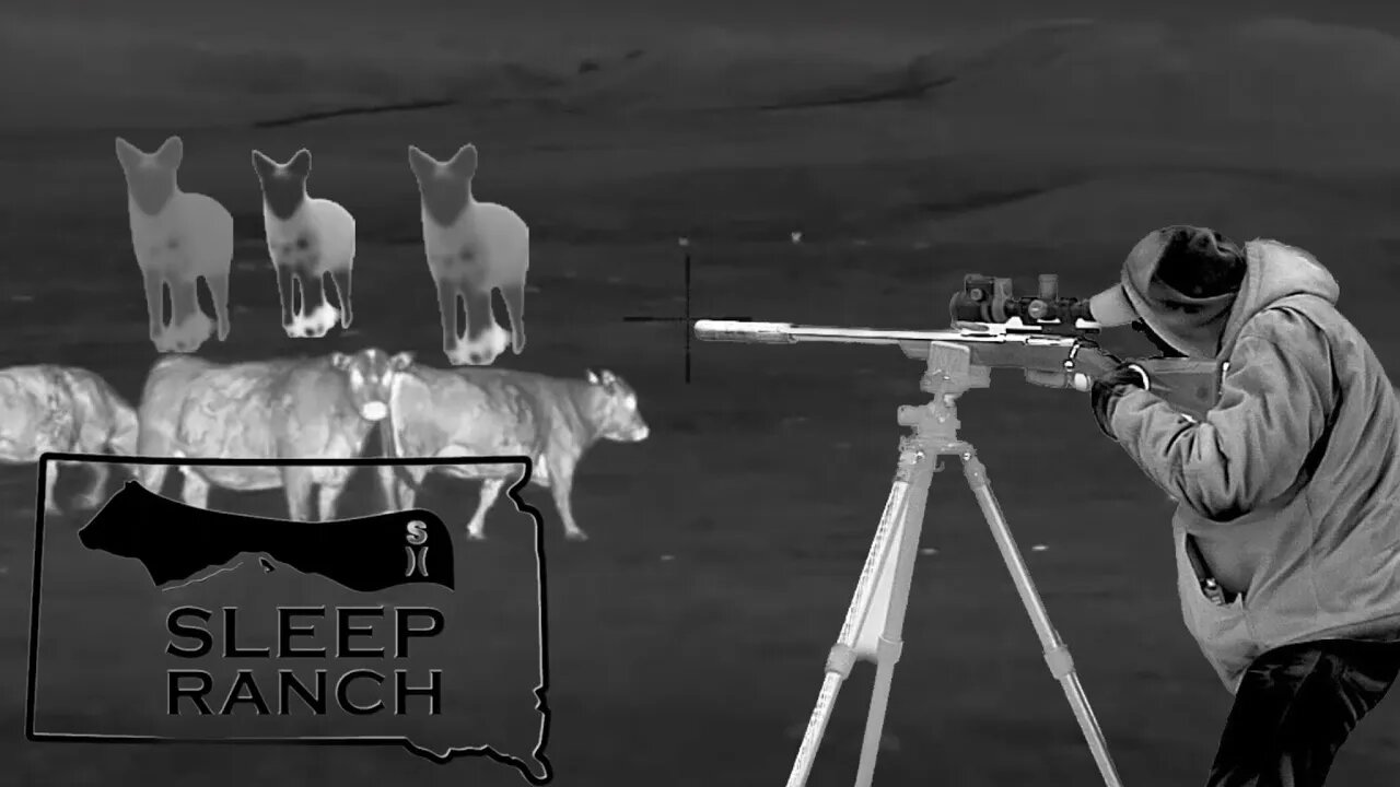 Protecting Calves from Predators at Night! | @dakotadogsdown