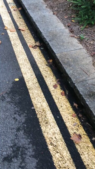 Foxy waiting for food