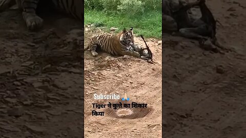 Tiger killed dog at zone 2 Ranthambore National Park, Tiger attack dog