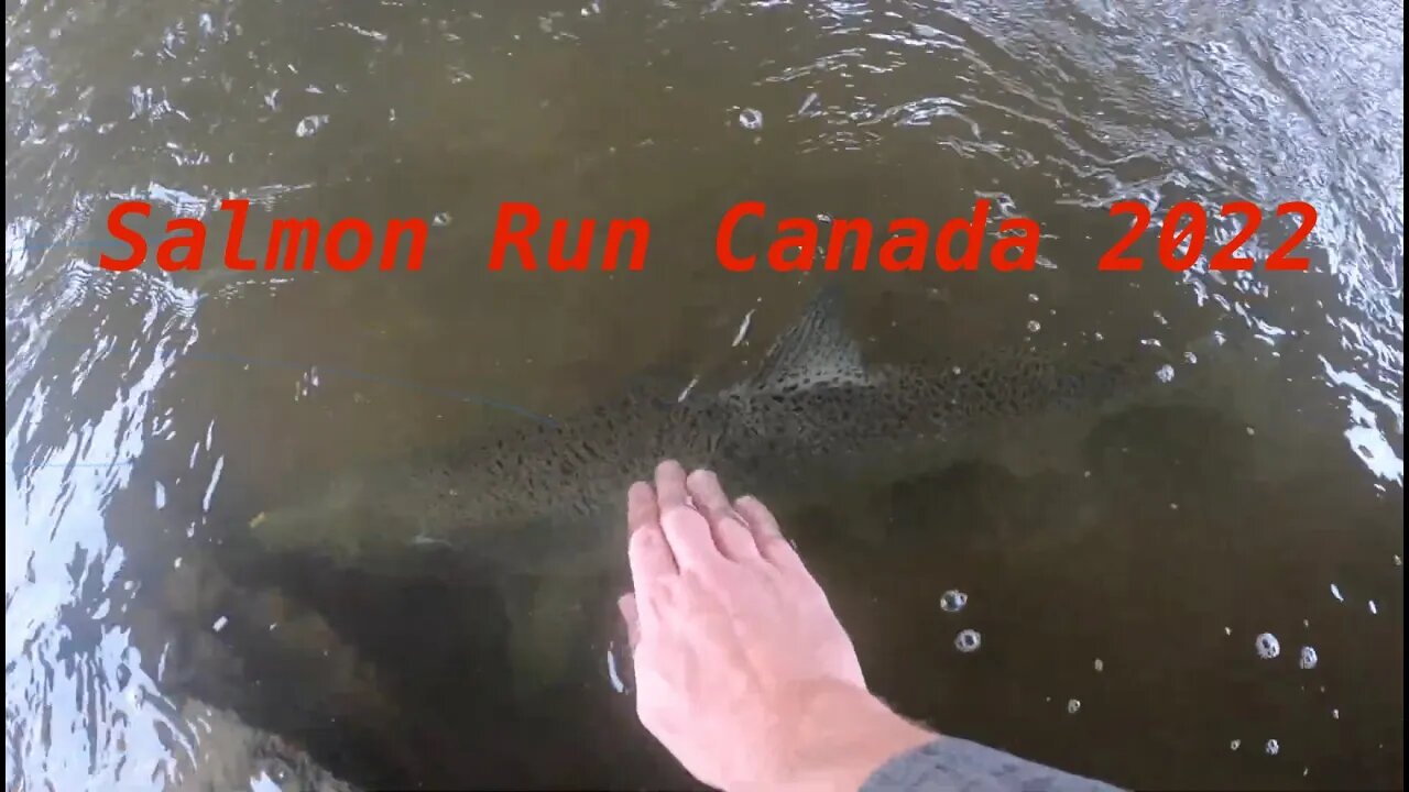 Salmon Run Canada 2022 Port Hope