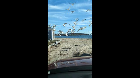 seagulls at Grinells