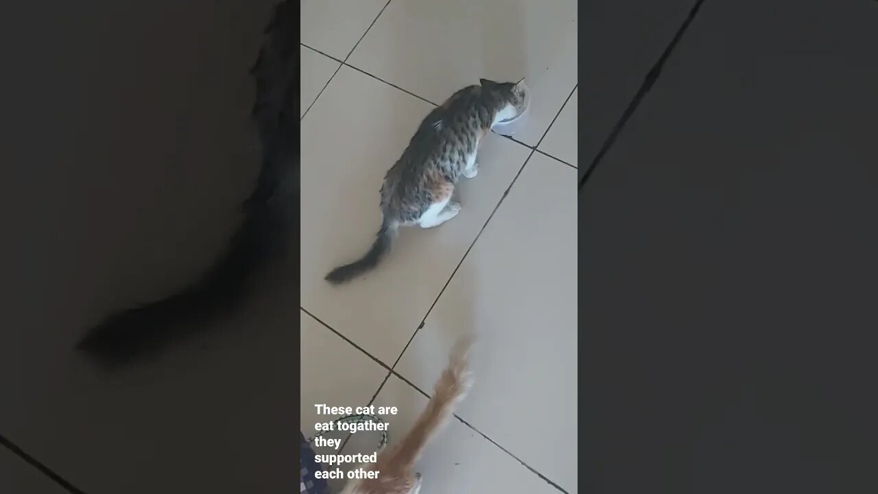 cats