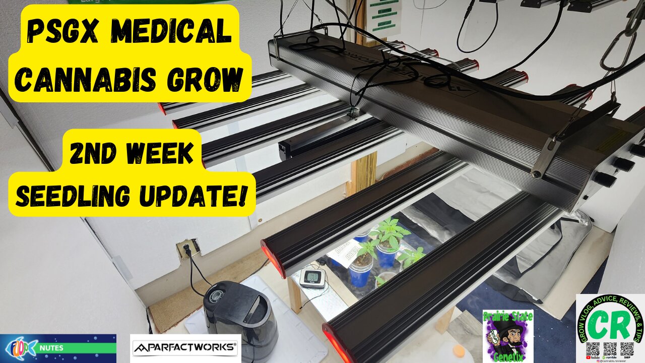 2023 Spring Medical Cannabis Grow 2nd week seedling update & feeding w FOOP Mist!