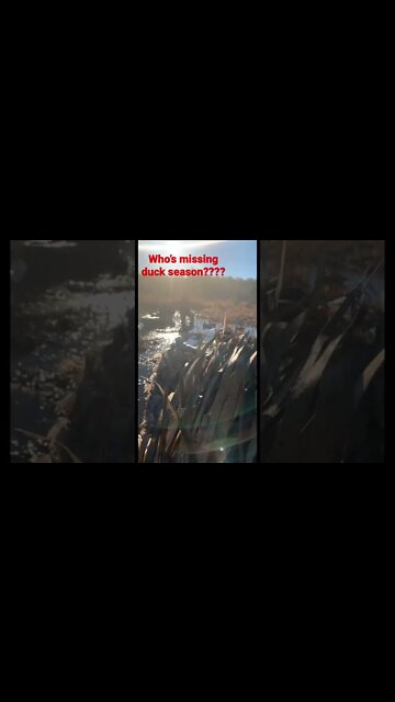 Who’s missing duck season