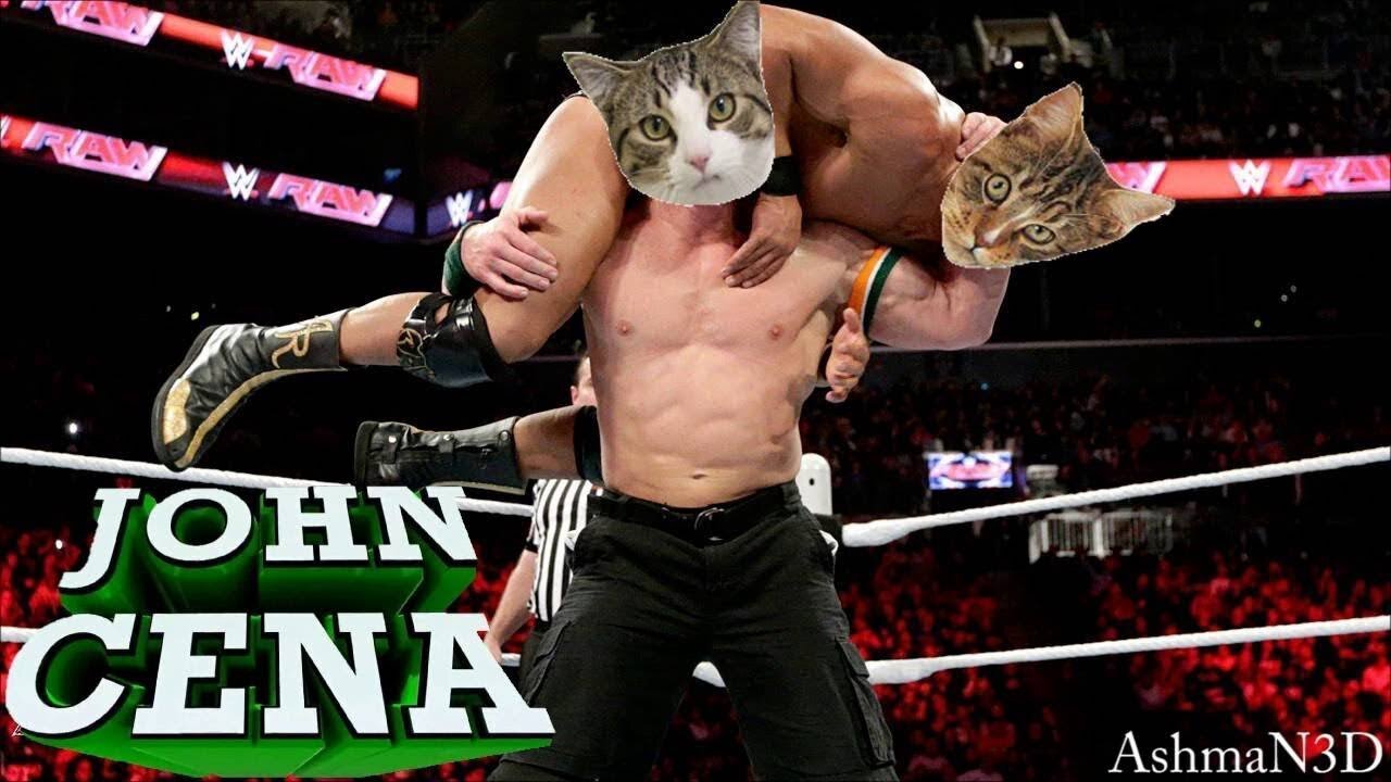 What if your cat is john cena - Funny Animals Videos