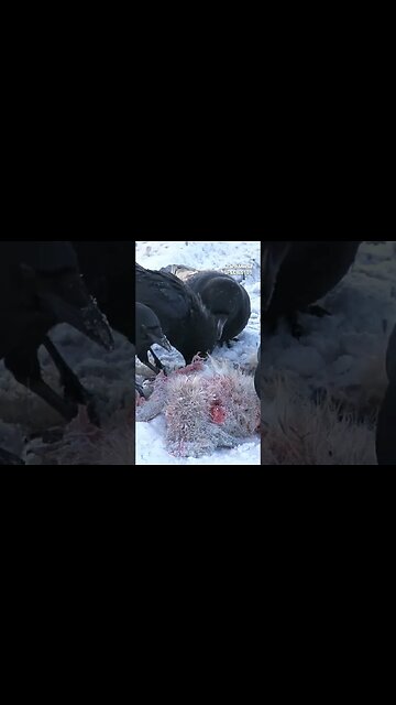 How Smart Are The Crows?