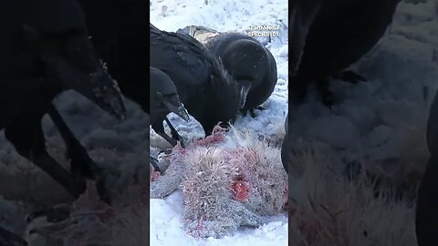 How Smart Are The Crows?