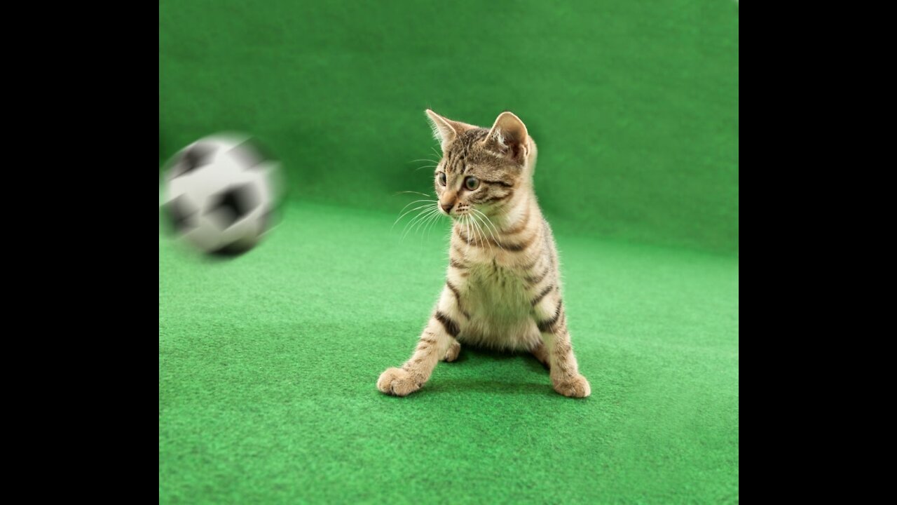 Funny Cat Playing Cute #shorts