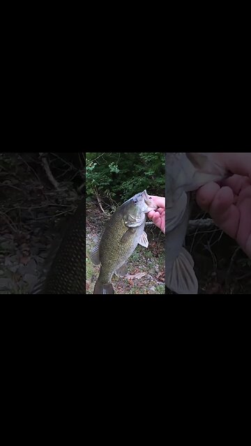 Insane smallmouth bass night of fishing!