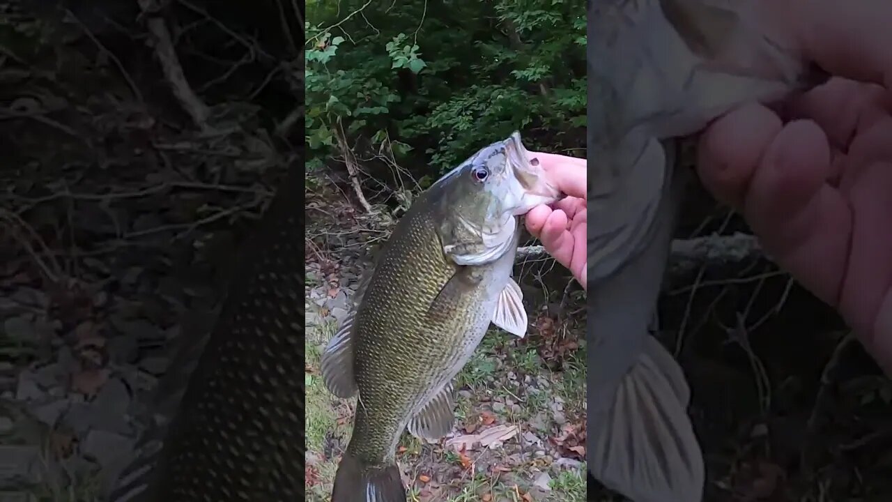 Insane smallmouth bass night of fishing!