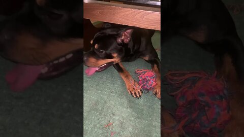 Cute Funny Rottweiler! 🐶 #shorts #short #viral #youtube #like